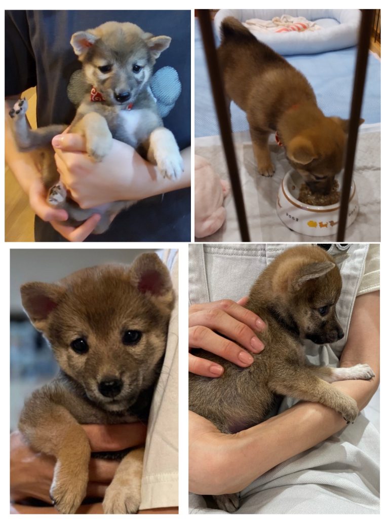 柴犬・こまめの写真集 | きじ内科クリニック