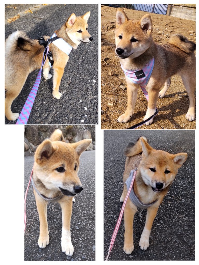 柴犬・こまめの写真集 | きじ内科クリニック