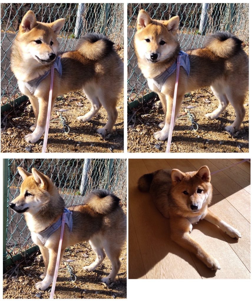 柴犬・こまめの写真集 | きじ内科クリニック