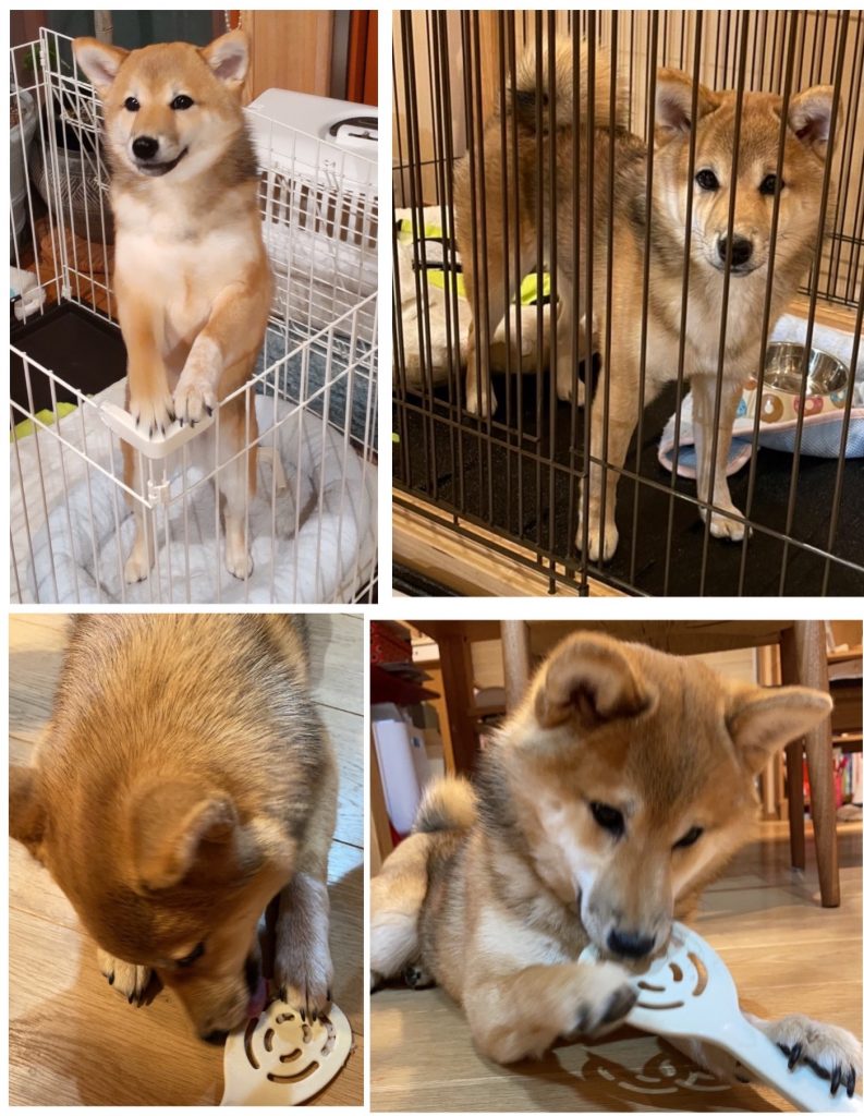 柴犬・こまめの写真集 | きじ内科クリニック