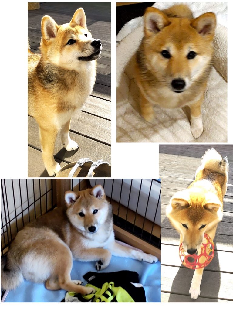 柴犬・こまめの写真集 | きじ内科クリニック