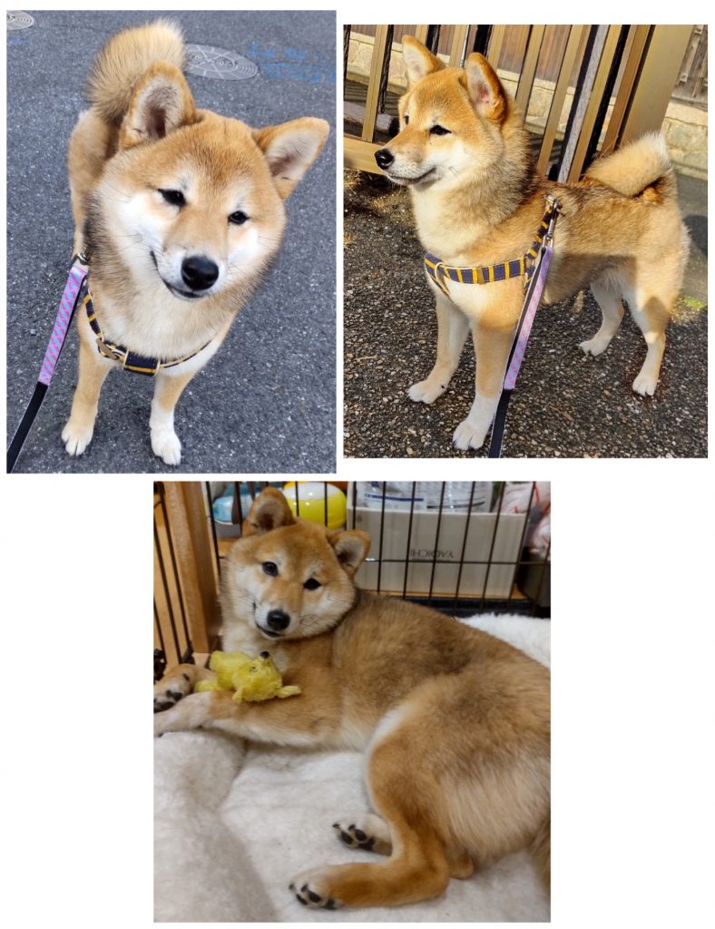 柴犬・こまめの写真集 | きじ内科クリニック