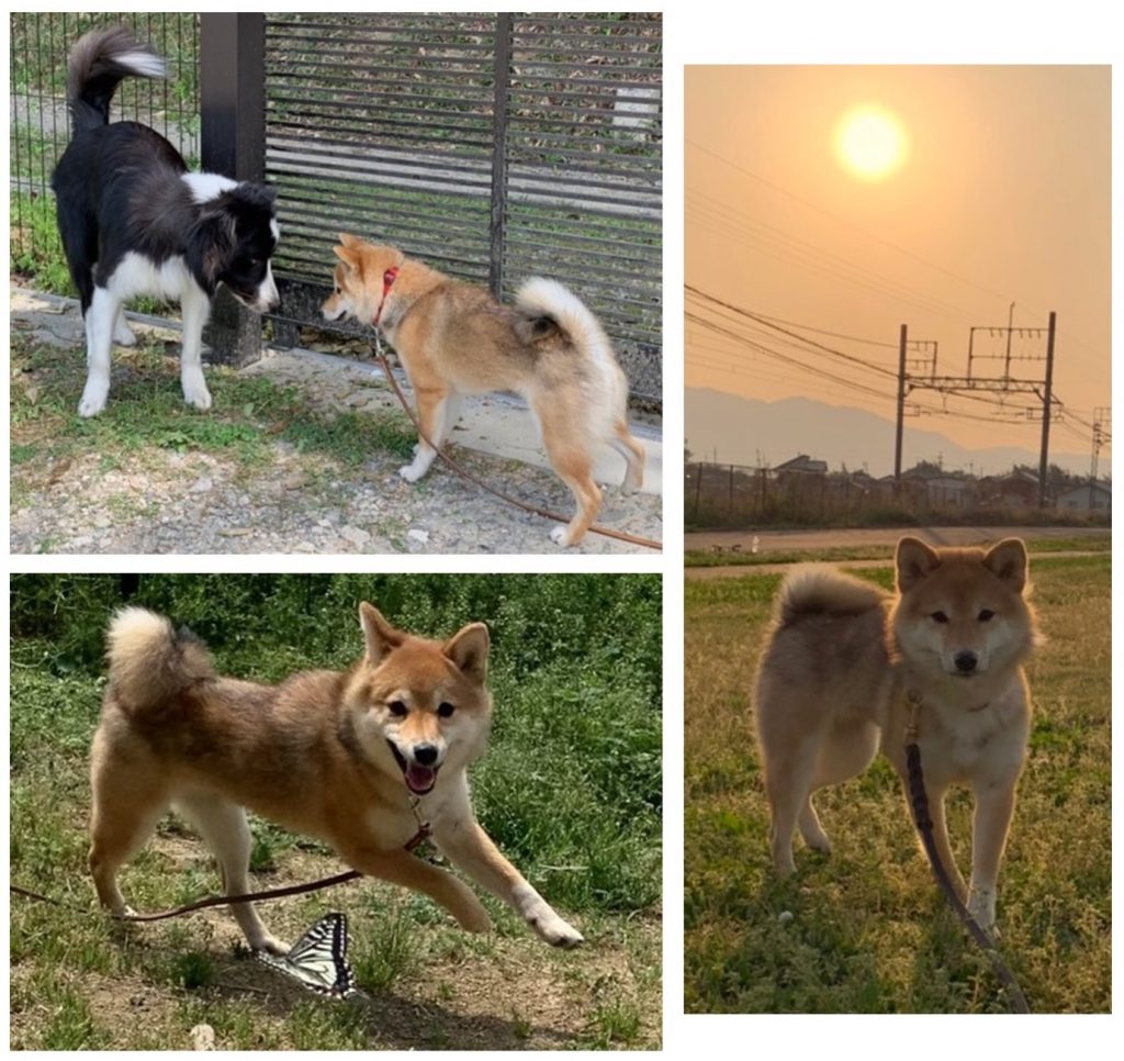 柴犬・こまめの写真集 | きじ内科クリニック