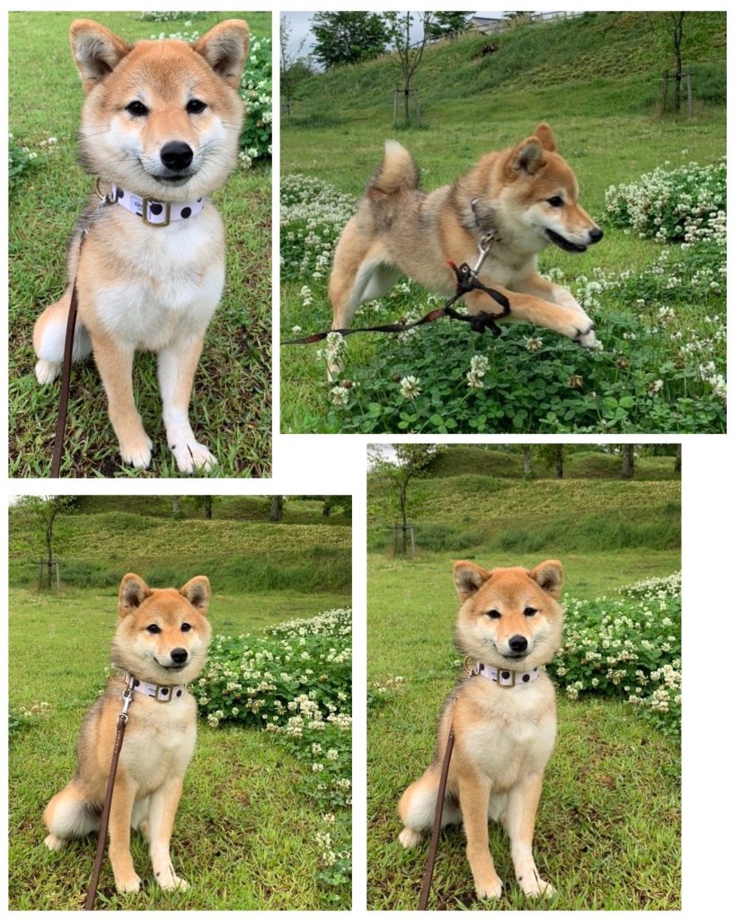 柴犬・こまめの写真集 | きじ内科クリニック