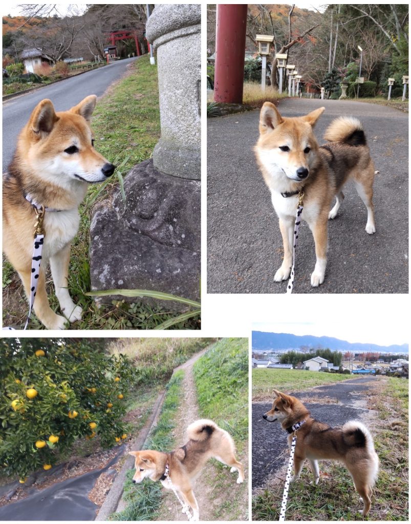 柴犬・こまめの写真集 | きじ内科クリニック